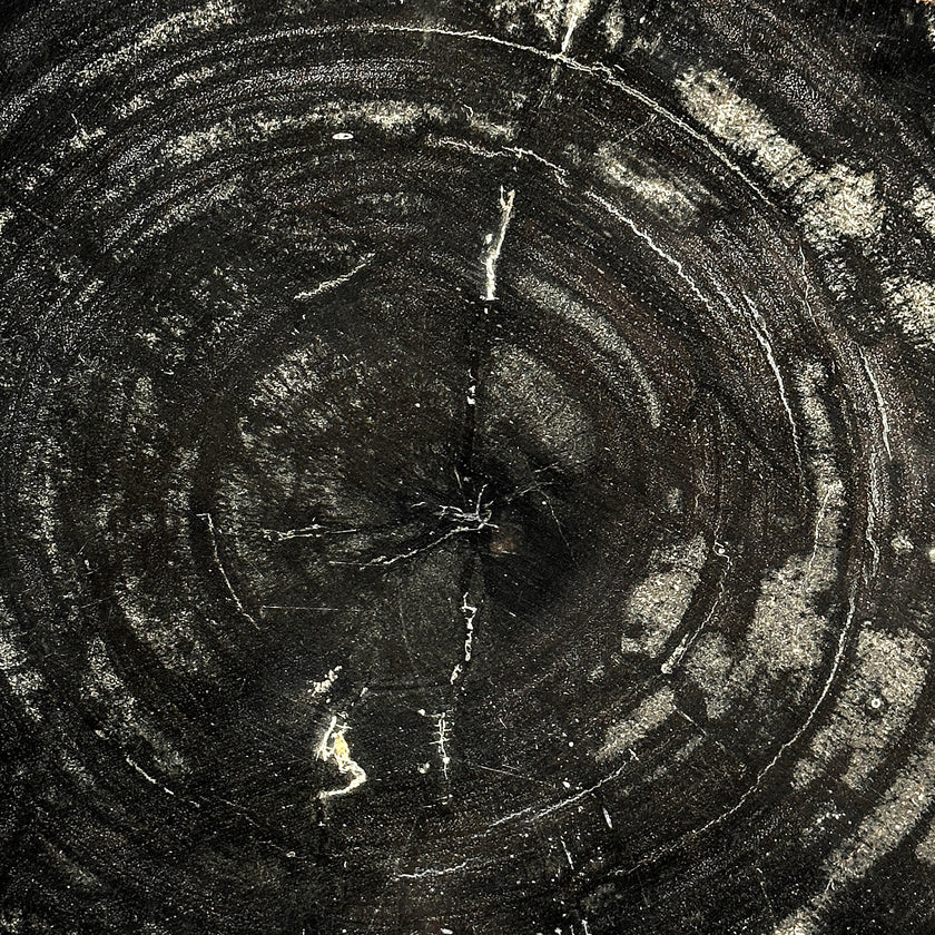 Beautiful Slice of Petrified Wood on stand - O5/167