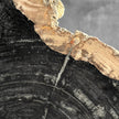 Beautiful Slice of Petrified Wood on stand - O5/167