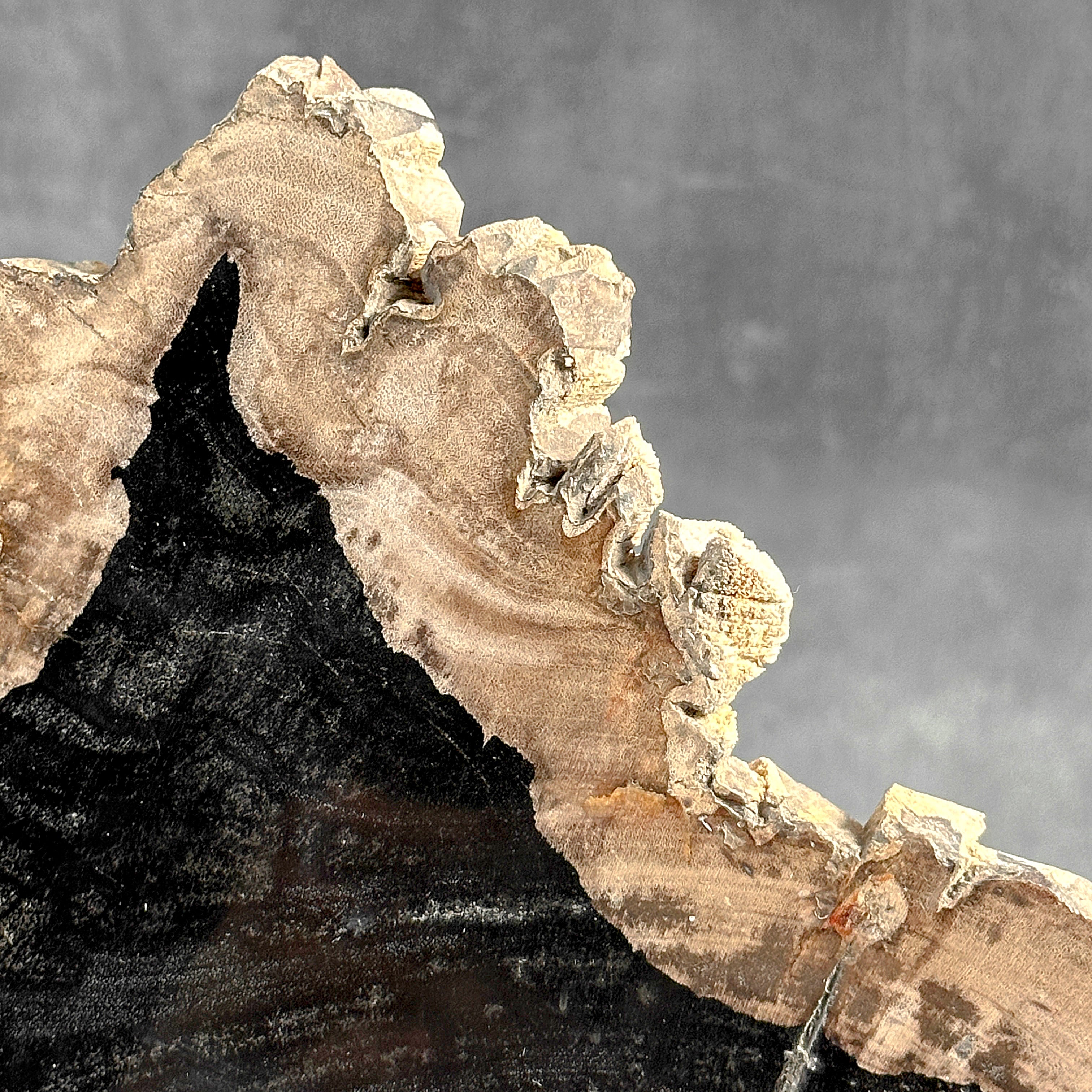 Beautiful Slice of Petrified Wood on stand - O5/167