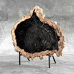 Beautiful Slice of Petrified Wood on stand - O5/167