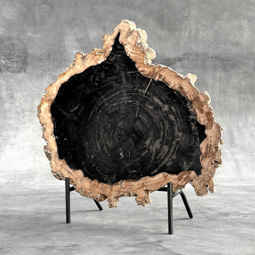 Beautiful Slice of Petrified Wood on stand - O5/167
