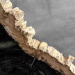Beautiful Slice of Petrified Wood on stand - O5/167