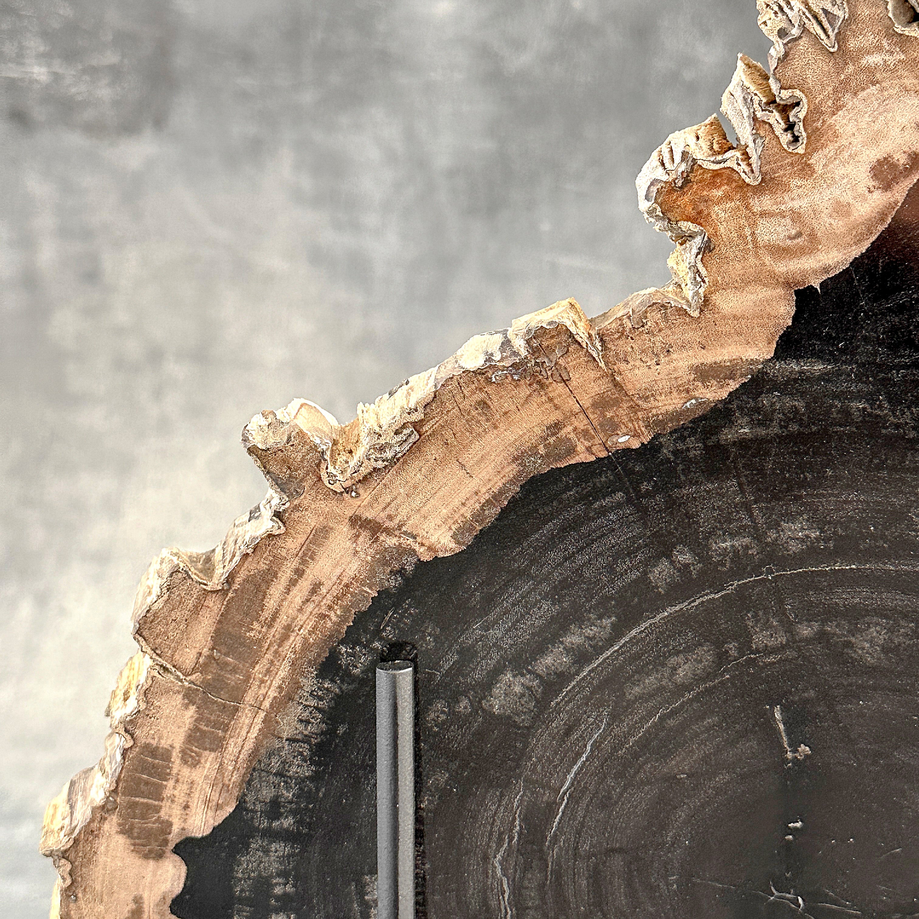 Beautiful Slice of Petrified Wood on stand - O5/167
