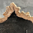 Beautiful Slice of Petrified Wood on stand - O5/167