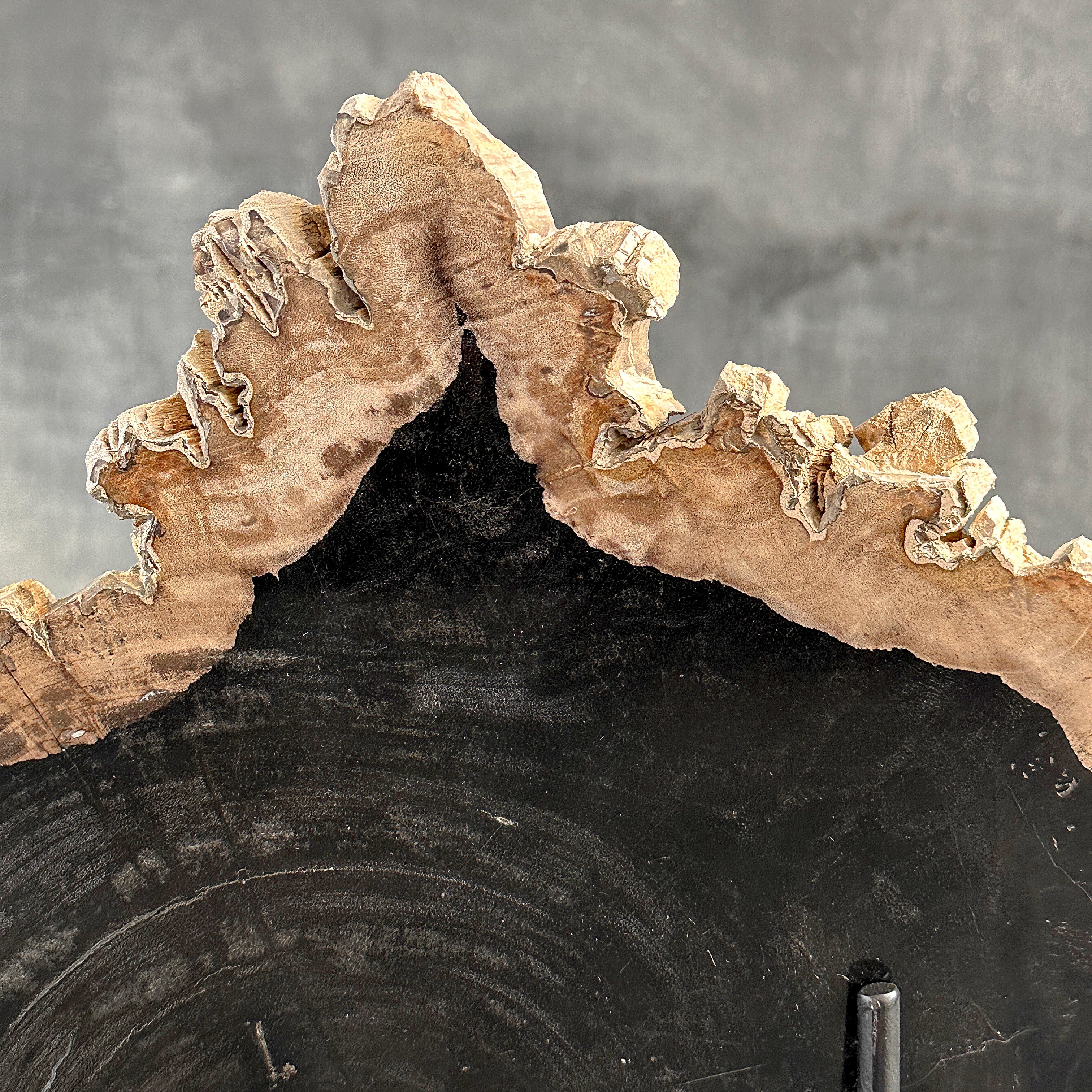 Beautiful Slice of Petrified Wood on stand - O5/167
