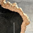 Beautiful Slice of Petrified Wood on stand - O5/167