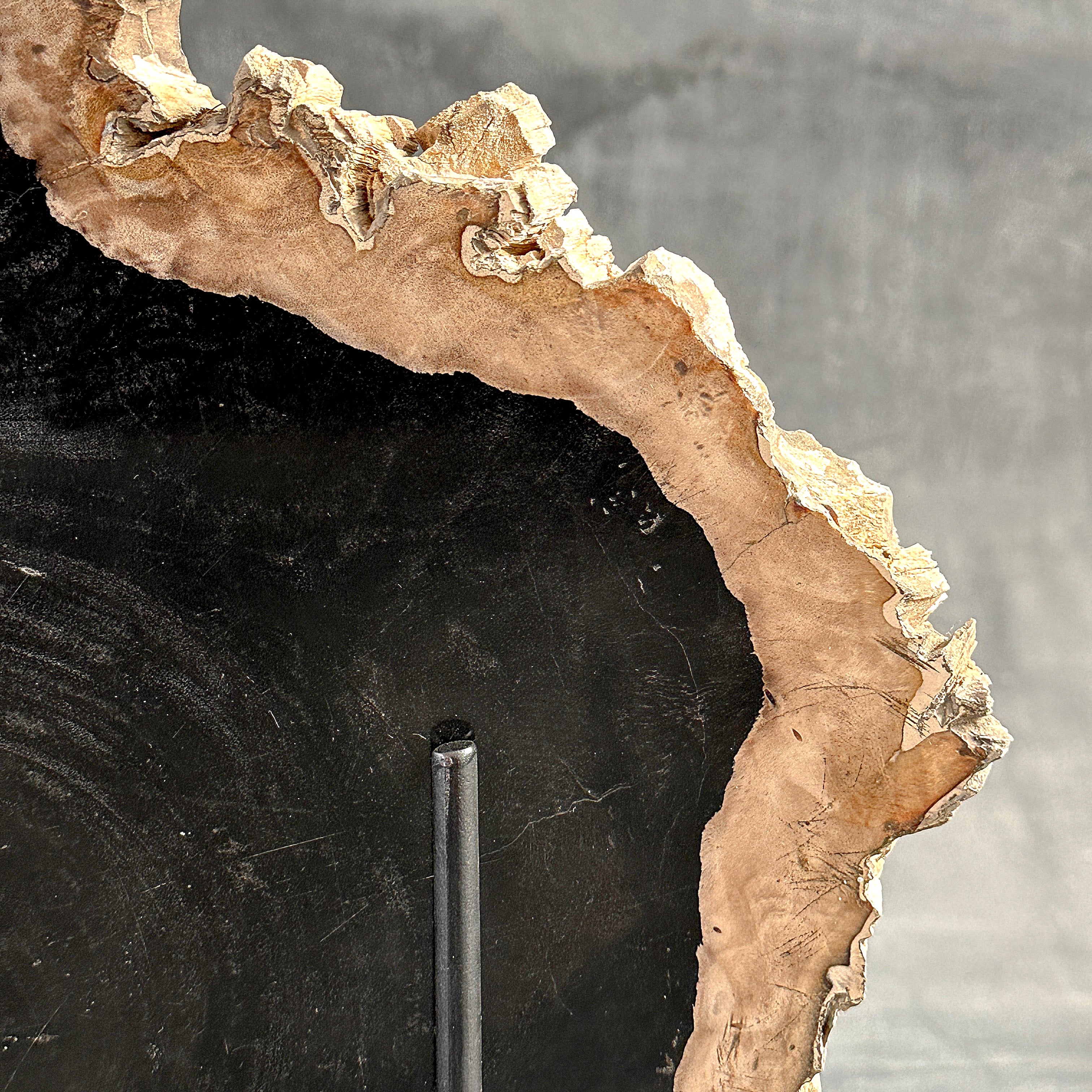 Beautiful Slice of Petrified Wood on stand - O5/167