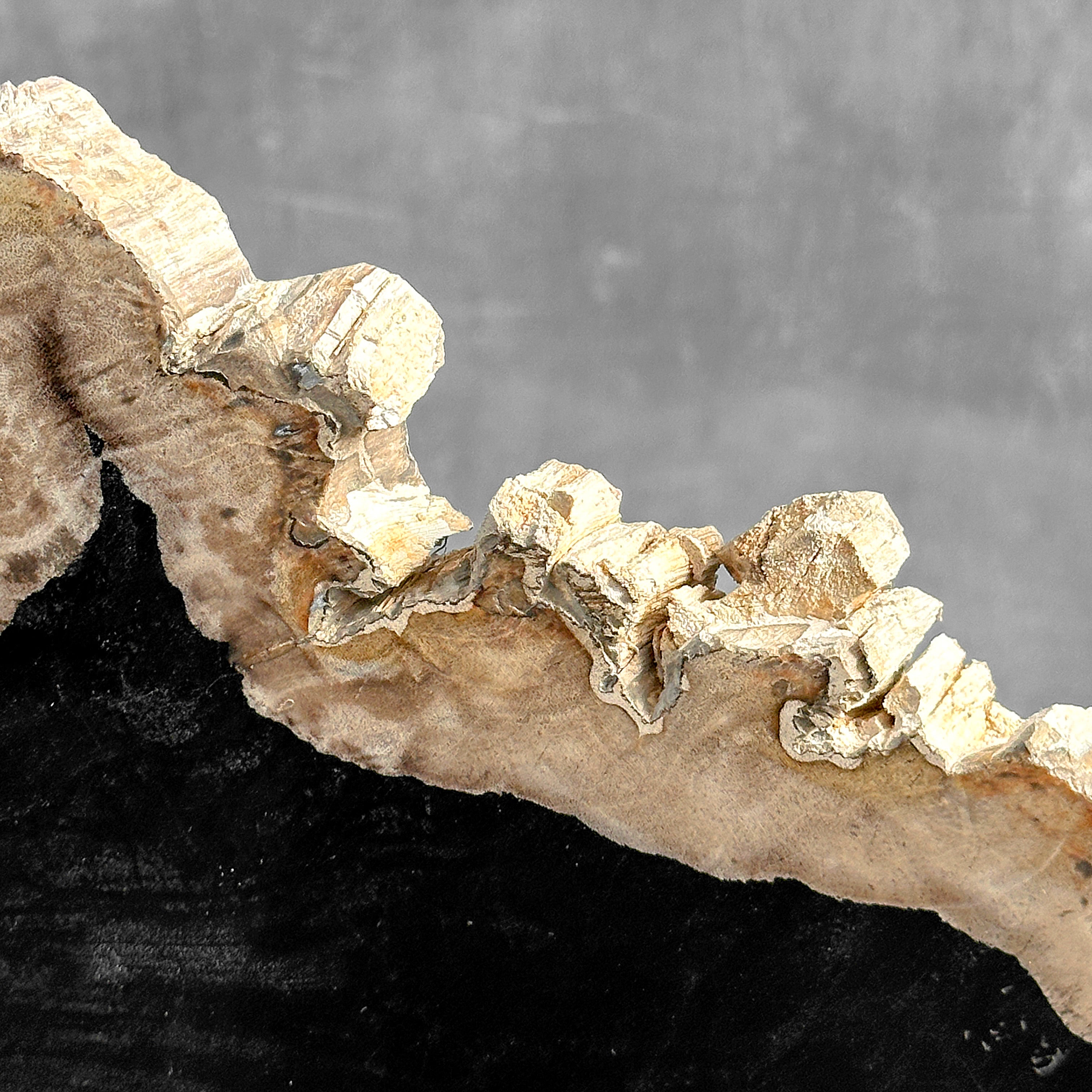 Beautiful Slice of Petrified Wood on stand - O5/167