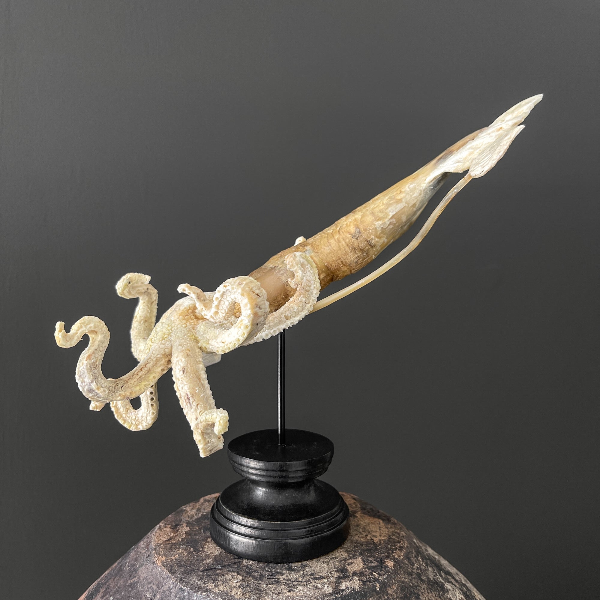 A Stunning Hand Carved Octopus With Horn on a Stand - 7M/109