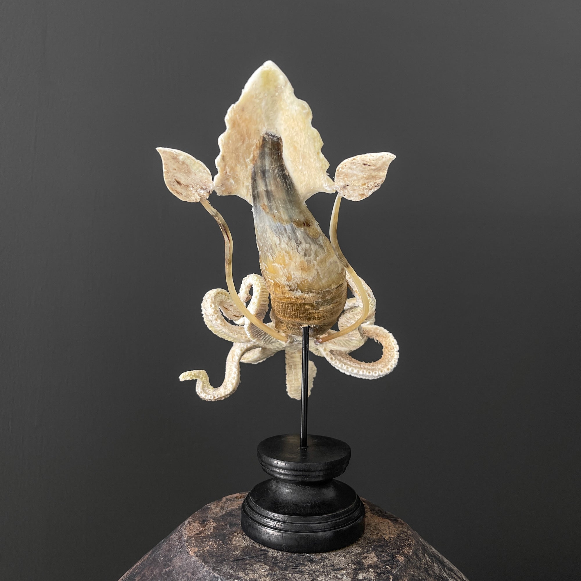 A Stunning Hand Carved Octopus With Horn on a Stand - 7M/109