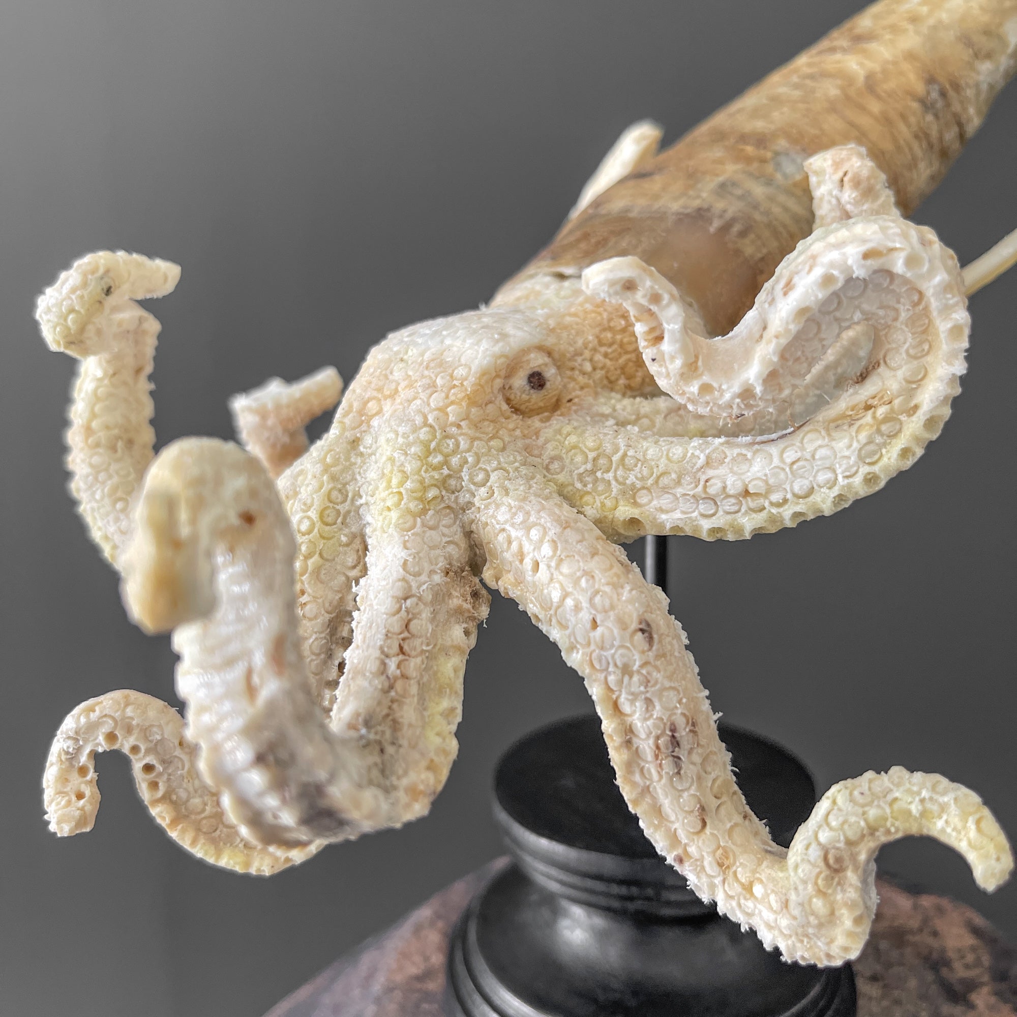 A Stunning Hand Carved Octopus With Horn on a Stand - 7M/109