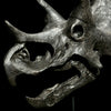 Triceratops Black - RS001