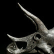 Triceratops Black - RS001