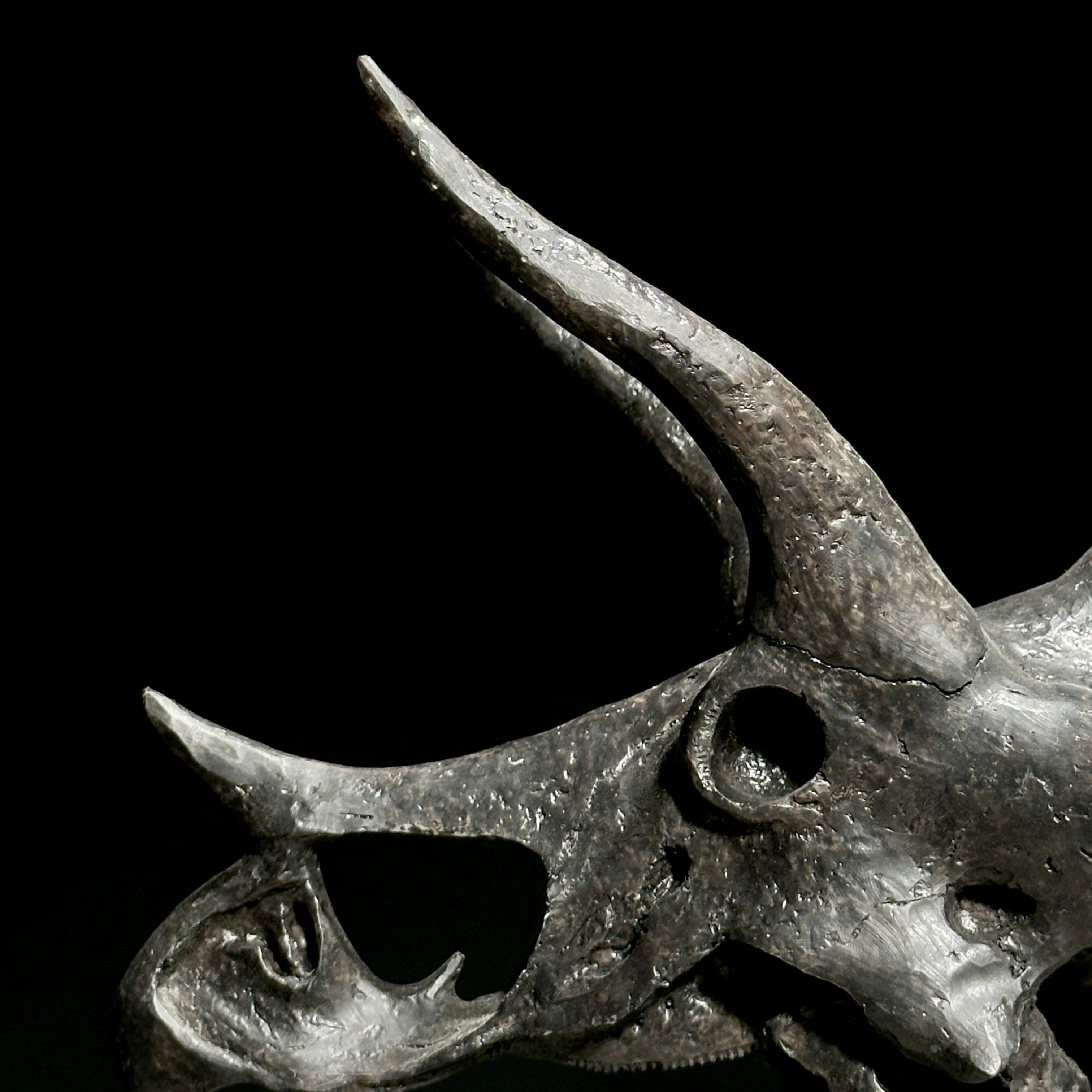 Triceratops Black - RS001