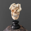 Tarmarind Wooden Skull With Snake Carving Antler - 7O/107