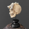 Tarmarind Wooden Skull With Snake Carving Antler - 7O/107