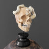 Tarmarind Wooden Skull With Snake Carving Antler - 7O/107