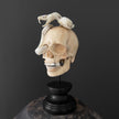 Tarmarind Wooden Skull With Snake Carving Antler - 7R/107