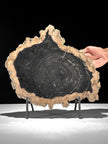 Beautiful Slice of Petrified Wood on stand - O5/167