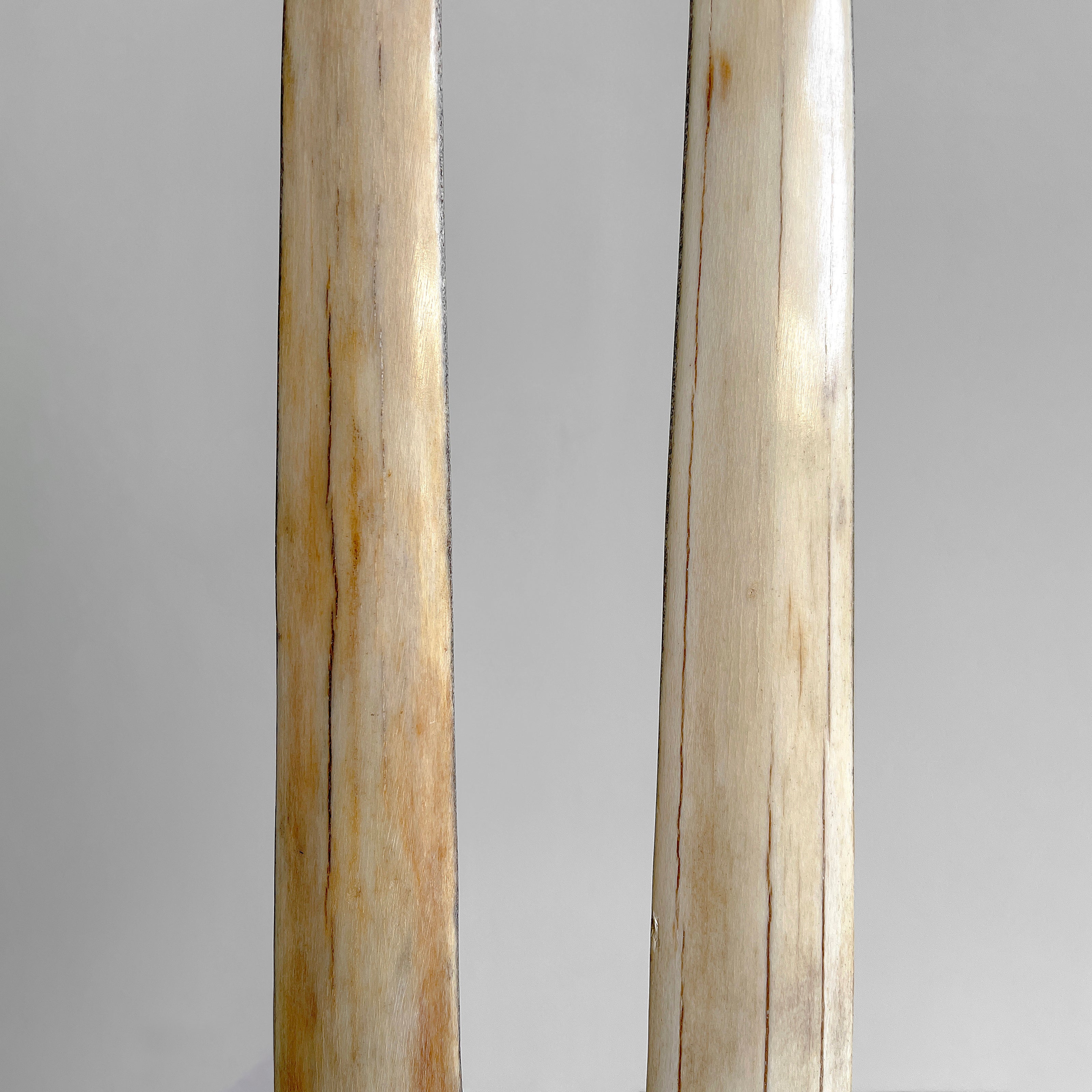 A pair of Tusks on Stand  22/EX/513