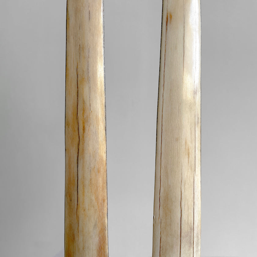 A pair of Tusks on Stand  22/EX/513