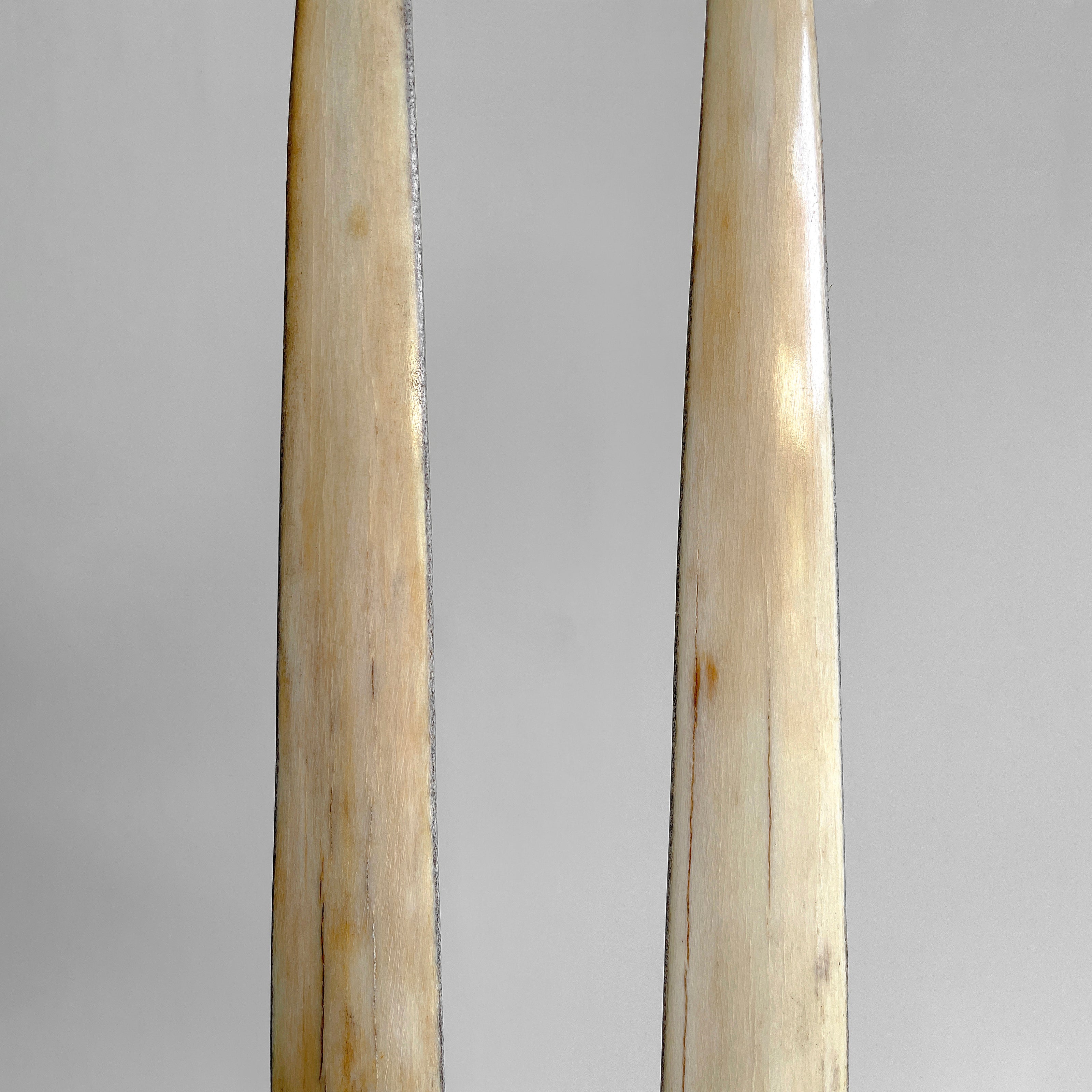 A pair of Tusks on Stand  22/EX/513