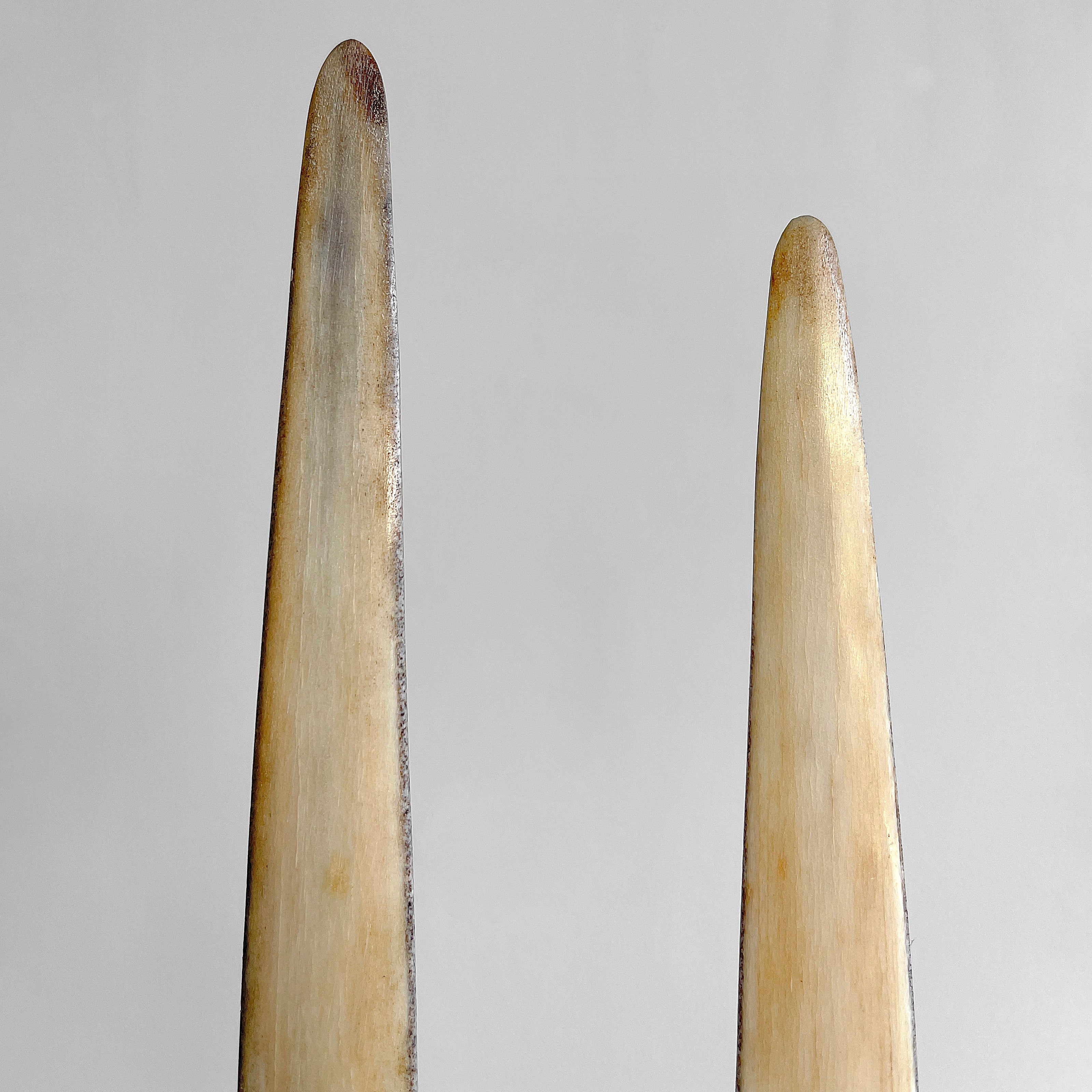 A pair of Tusks on Stand  22/EX/513