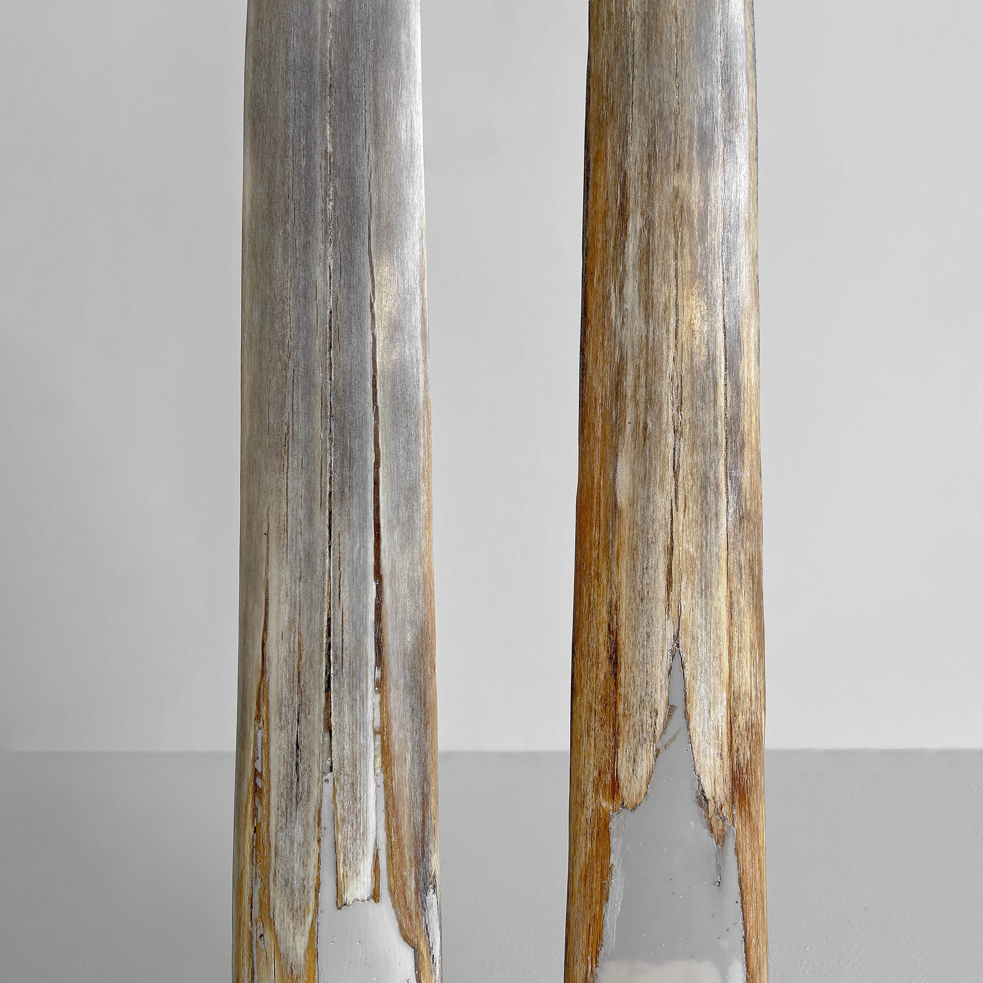 A pair of Tusks on Stand  22/EX/513