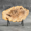 Beautiful Slice of Petrified Wood on stand - D5/170