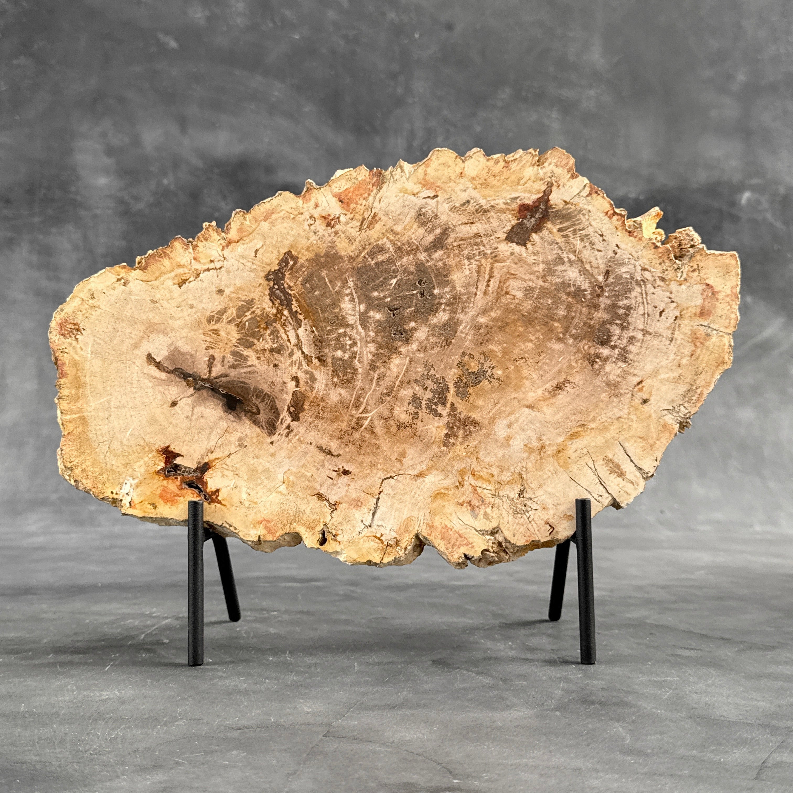 Beautiful Slice of Petrified Wood on stand - D5/170