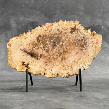 Beautiful Slice of Petrified Wood on stand - D5/170