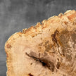 Beautiful Slice of Petrified Wood on stand - D5/170