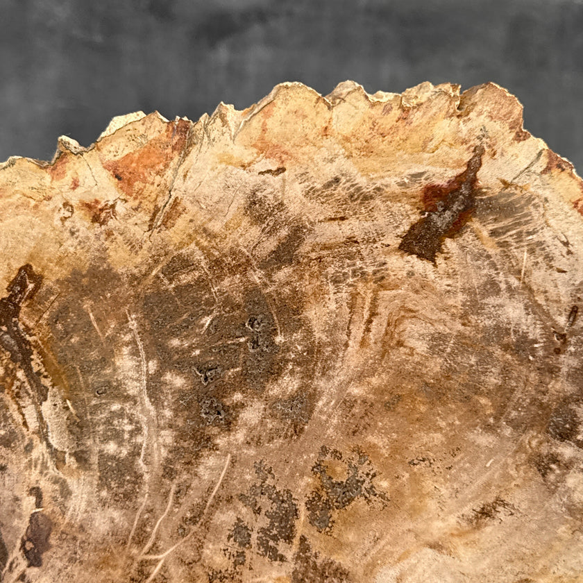 Beautiful Slice of Petrified Wood on stand - D5/170