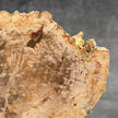 Beautiful Slice of Petrified Wood on stand - D5/170