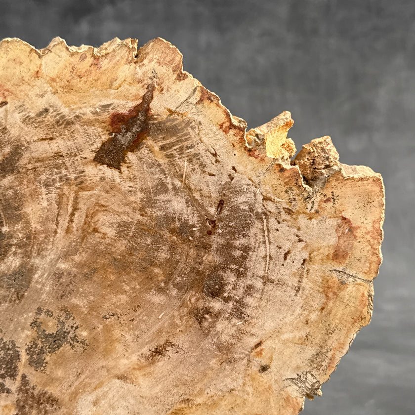 Beautiful Slice of Petrified Wood on stand - D5/170