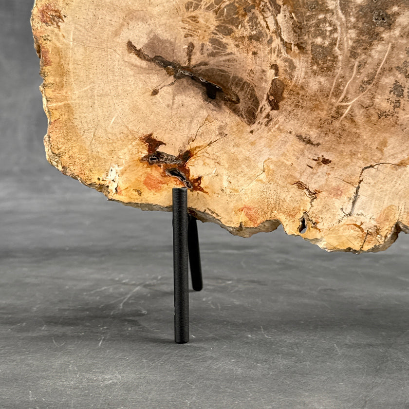 Beautiful Slice of Petrified Wood on stand - D5/170