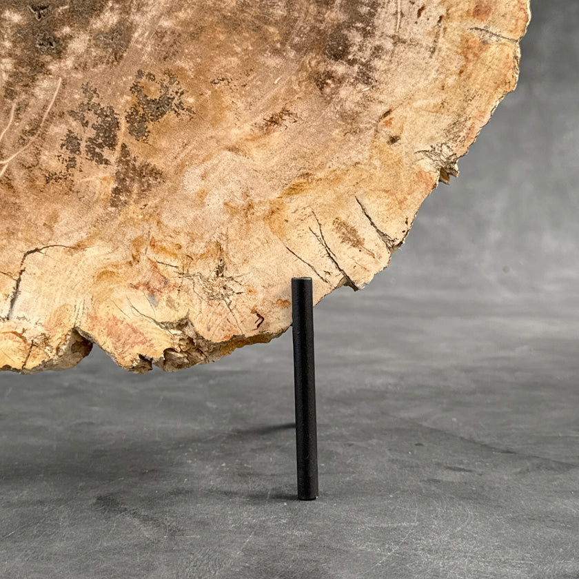Beautiful Slice of Petrified Wood on stand - D5/170