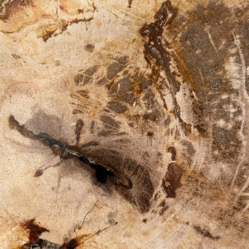 Beautiful Slice of Petrified Wood on stand - D5/170