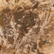 Beautiful Slice of Petrified Wood on stand - D5/170