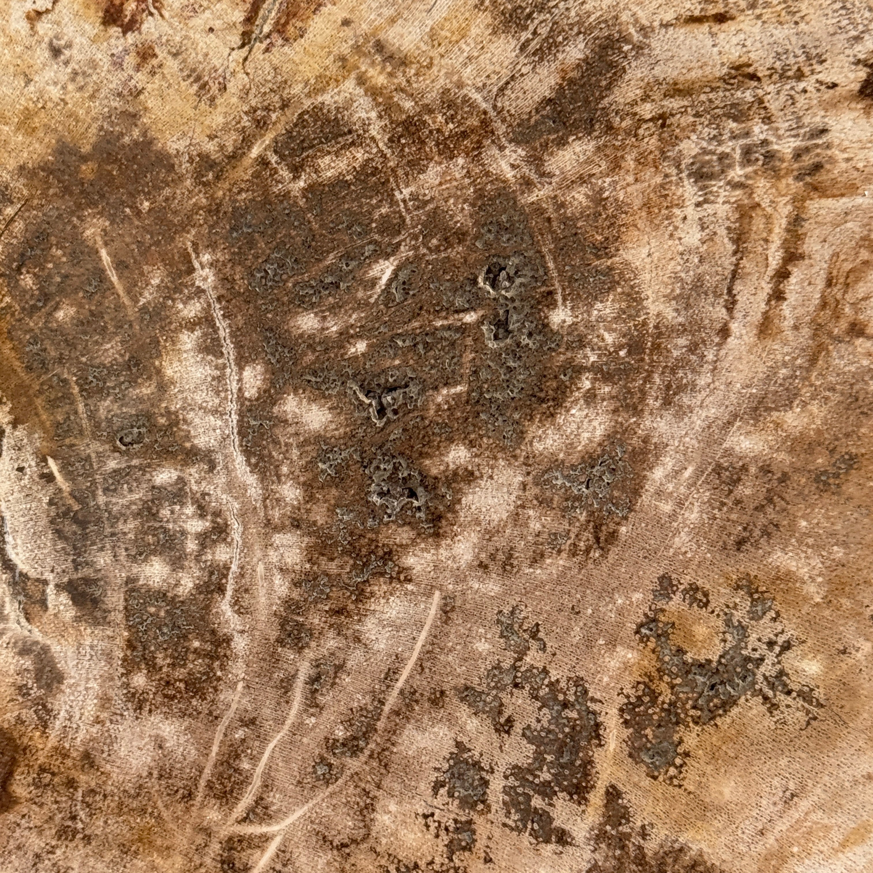 Beautiful Slice of Petrified Wood on stand - D5/170