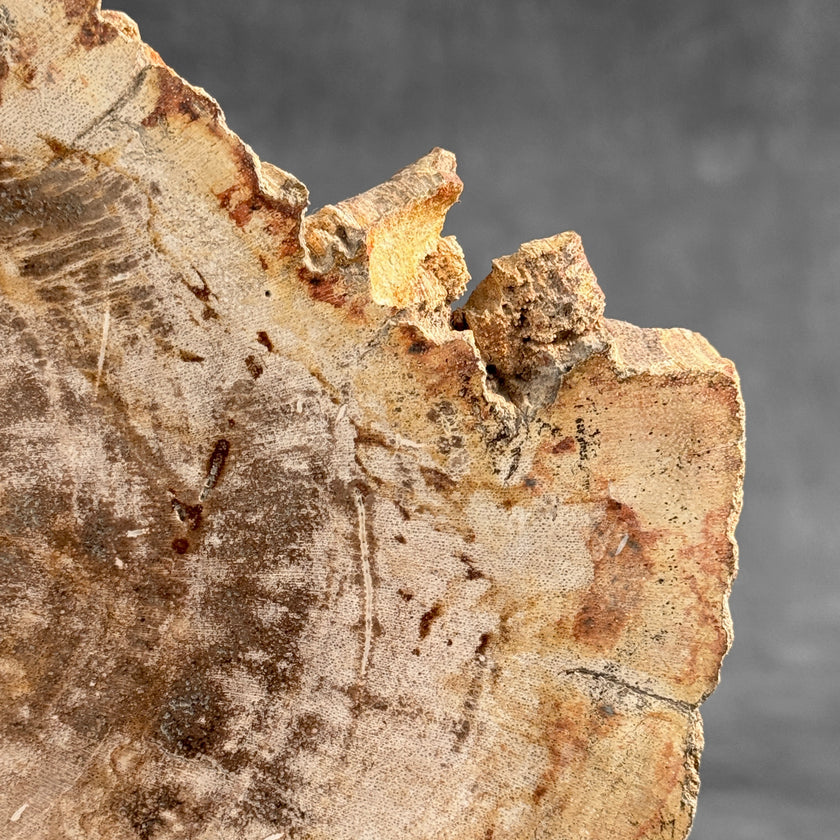 Beautiful Slice of Petrified Wood on stand - D5/170