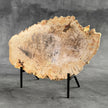 Beautiful Slice of Petrified Wood on stand - D5/170
