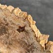 Beautiful Slice of Petrified Wood on stand - D5/170