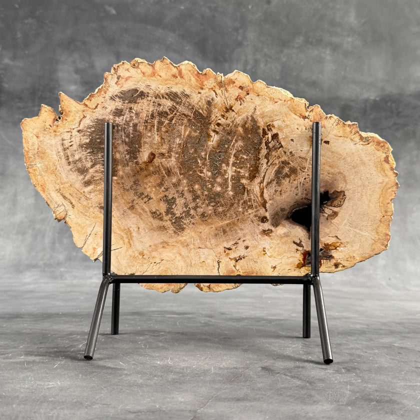 Beautiful Slice of Petrified Wood on stand - D5/170