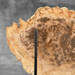 Beautiful Slice of Petrified Wood on stand - D5/170