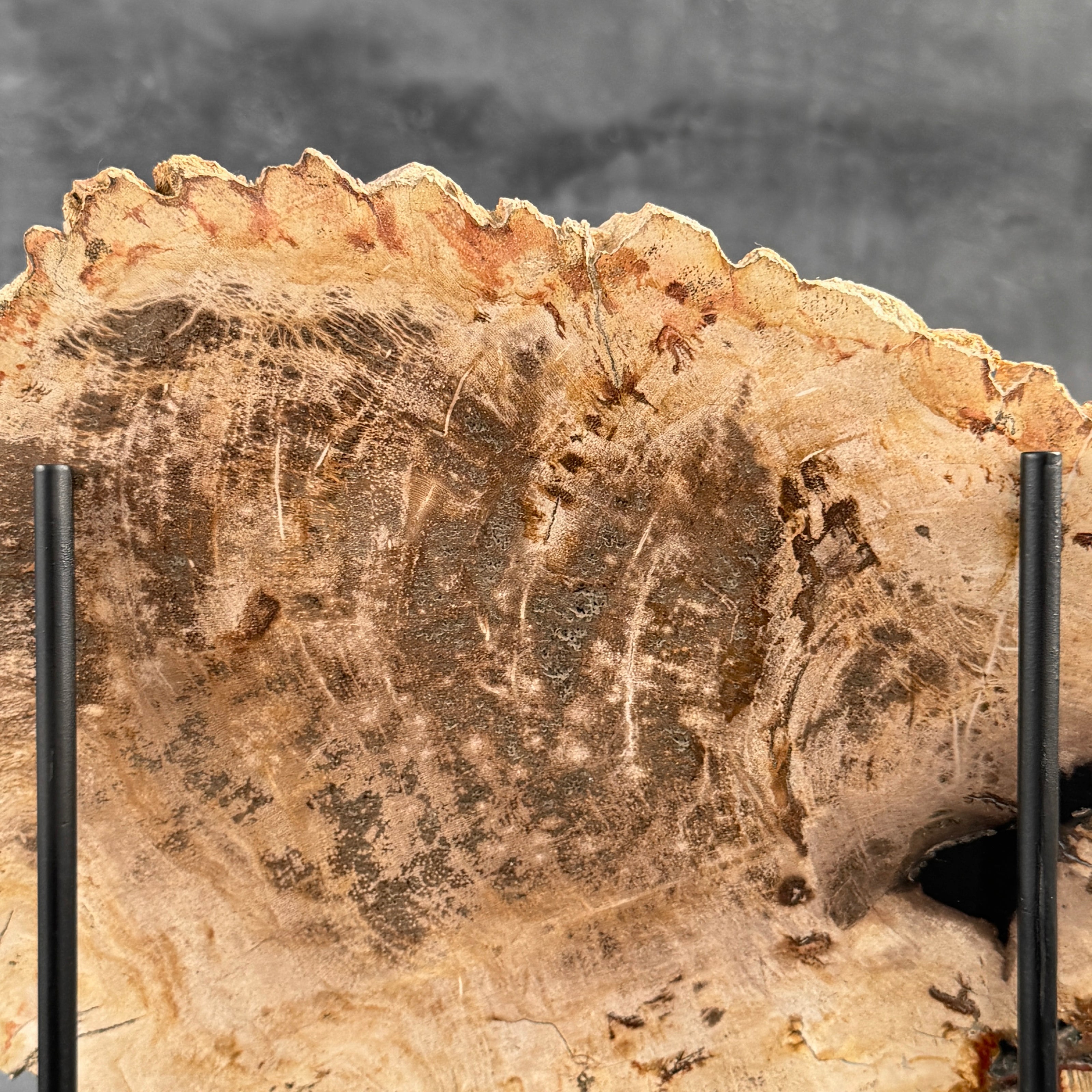 Beautiful Slice of Petrified Wood on stand - D5/170