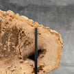 Beautiful Slice of Petrified Wood on stand - D5/170