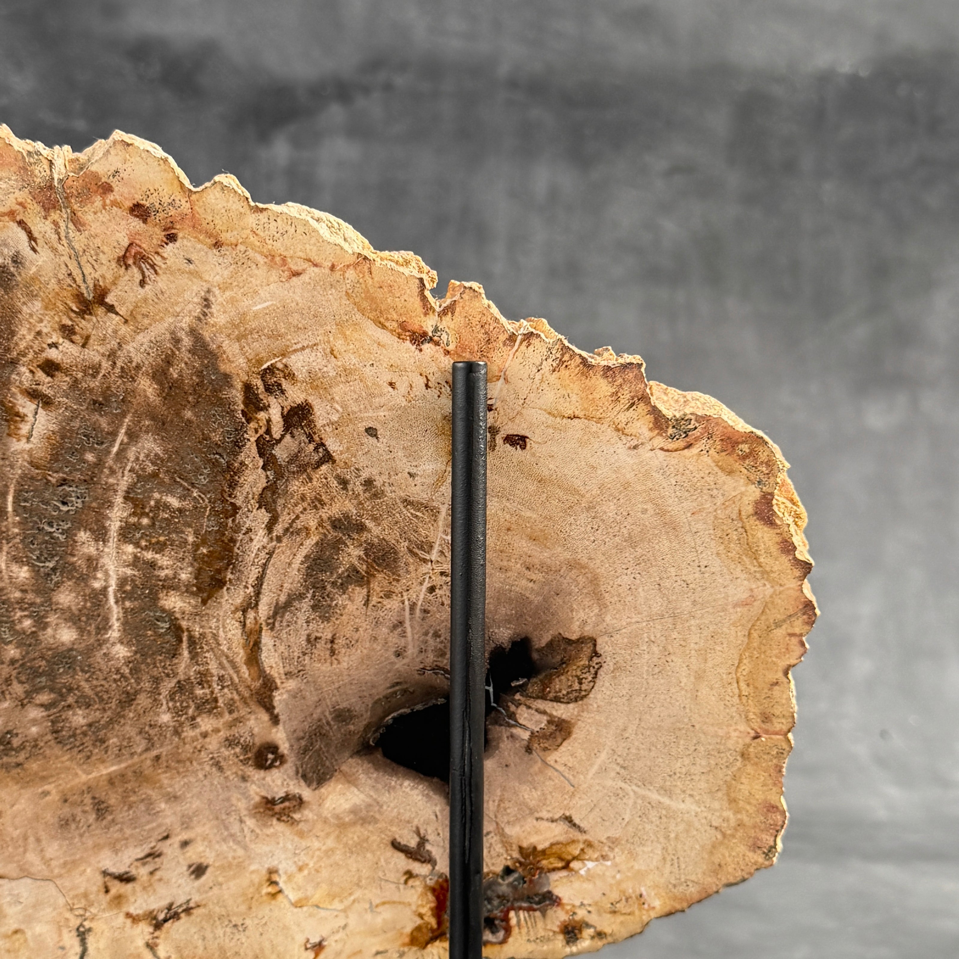 Beautiful Slice of Petrified Wood on stand - D5/170