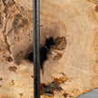 Beautiful Slice of Petrified Wood on stand - D5/170