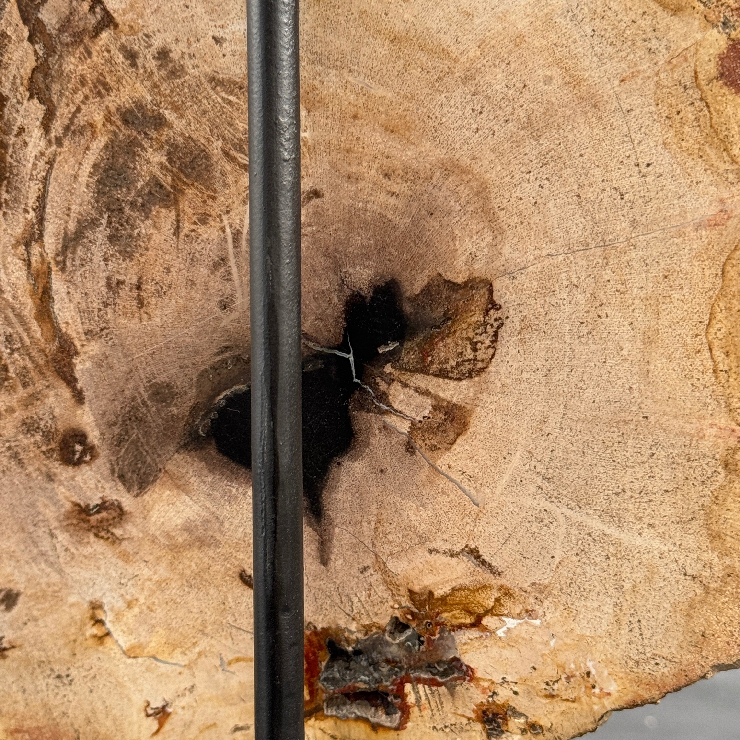 Beautiful Slice of Petrified Wood on stand - D5/170